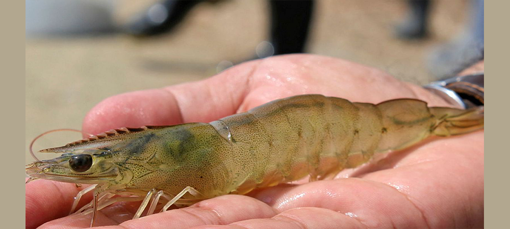  بوشهر میزبان «پنجمین همایش ملی میگوی ایران» می‌شود